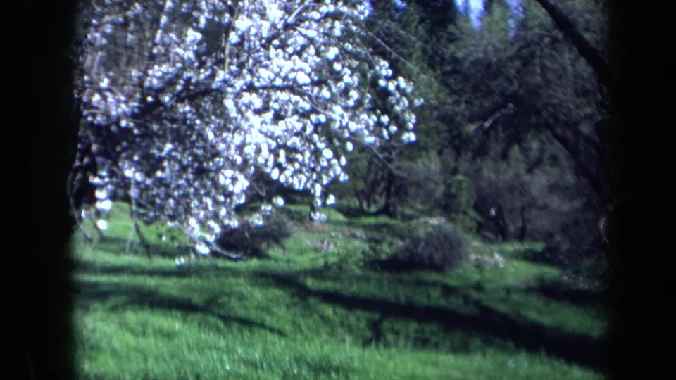1969 California home-movie frame with white flowering branches, grassy ground, dark trunks, and wooded background in soft 8mm color.