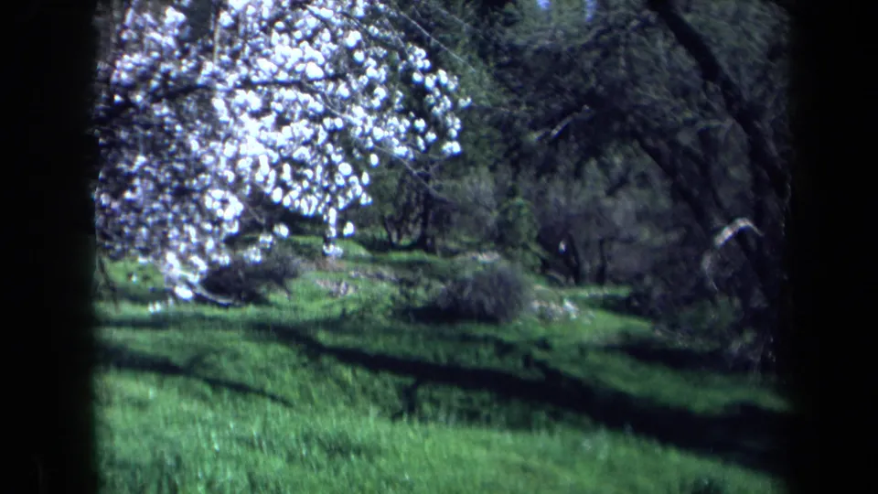 1969 California 8mm frame showing a white flowering tree beside green grass and darker surrounding woodland.