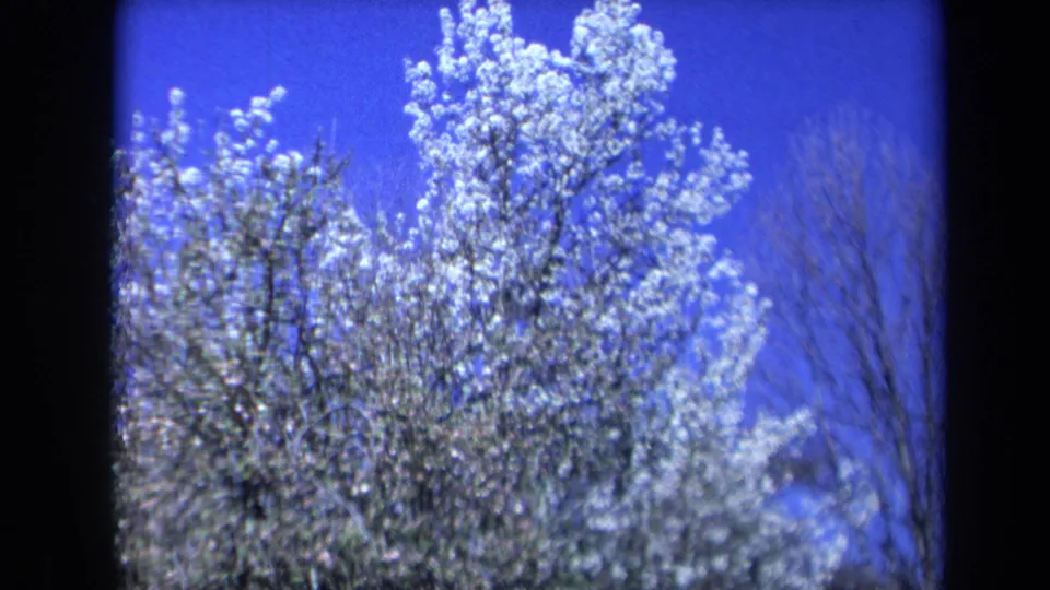 1969 California frame showing dense white blossoms on a tree set against a bright blue sky, with soft vintage 8mm color.