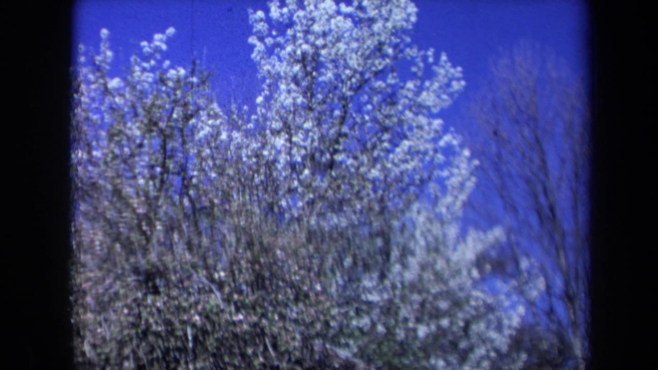 Blooming tree branches against a deep blue sky, seen through a soft 8mm frame.