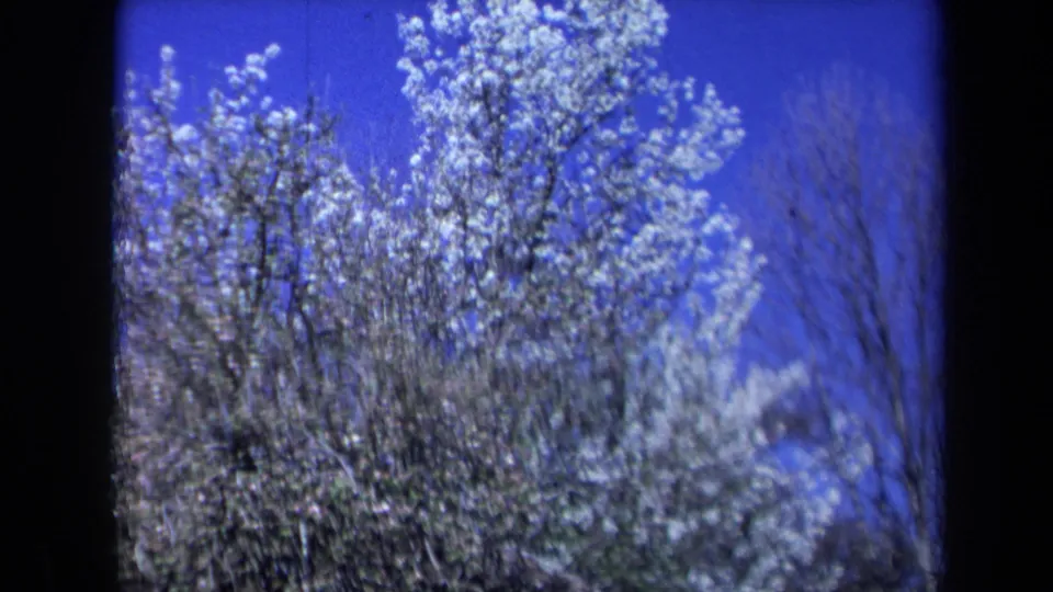 1969 California 8mm frame showing white blossoms and bare branches rising into a saturated blue sky.