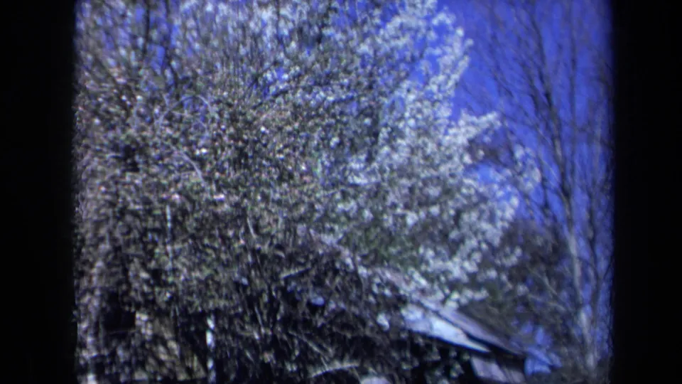 1969 California 8mm view of a flowering tree, bare branches, blue sky, and the edge of a small weathered structure.