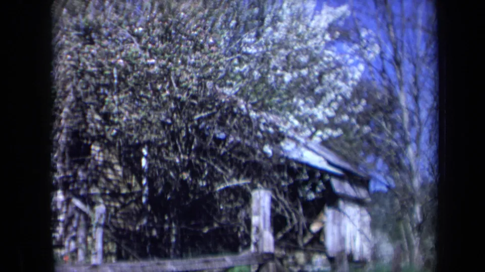1969 California 8mm frame with a rough wooden fence, small weathered shed, green grass, and blooming tree branches overhead.