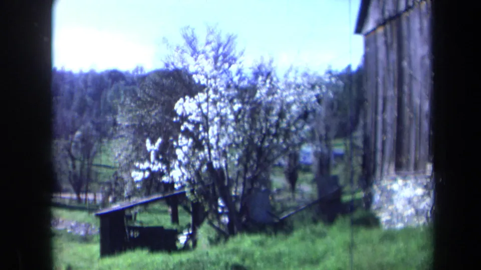 1969 California rural yard with a white blooming tree, green grass, small shed, and weathered building edges.
