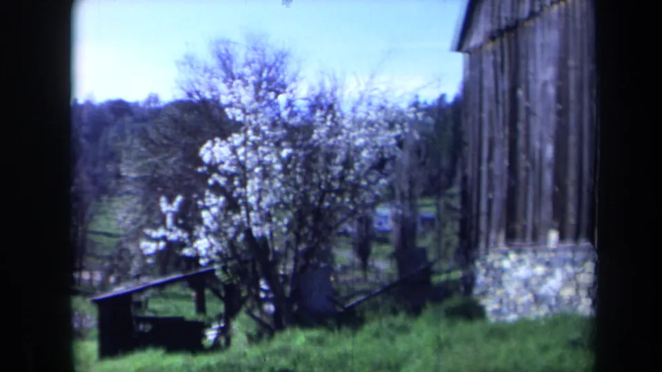 1969 California home-movie frame of a blooming tree, small shed, grass, and a rustic building with stone base.