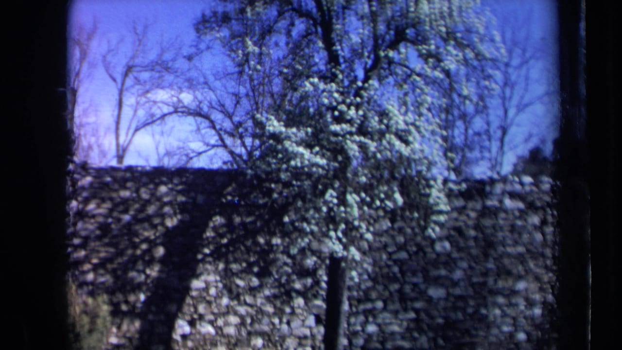1969 California 8mm frame showing a flowering tree in front of a rustic stone wall with bare branches behind it.