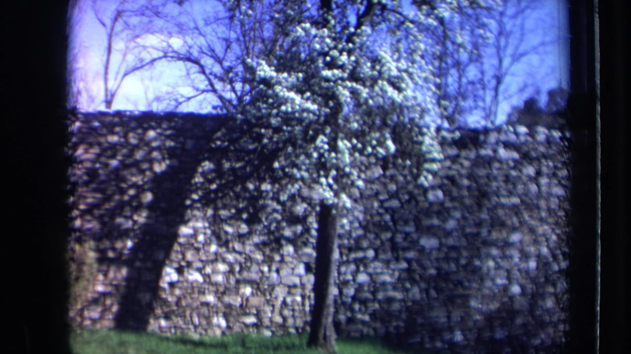 Flowering tree and stone wall framed from a slightly shifted angle.