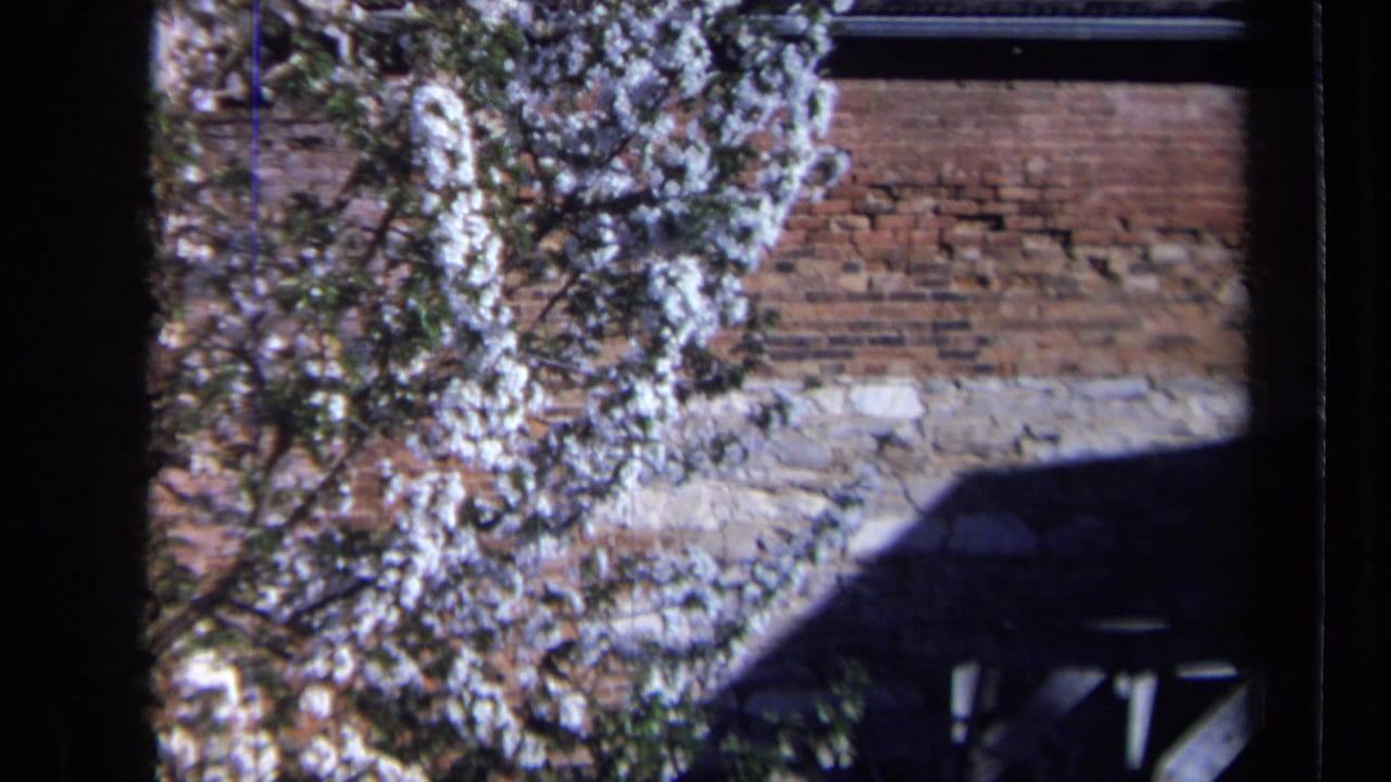 Blooming white tree beside a brick wall and stone base in bright sunlight.