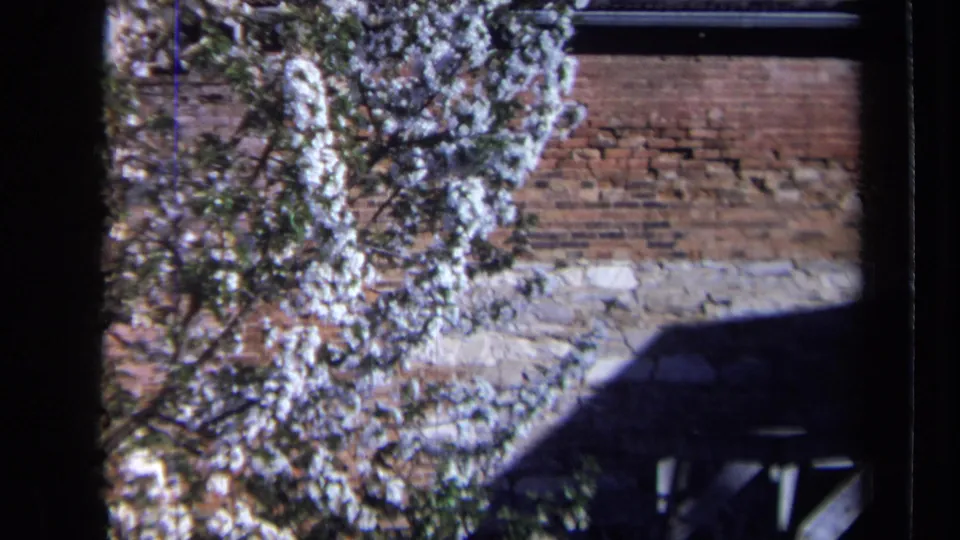Flowering branches fill the frame beside brick masonry and a stone base in a California exterior from 1969 footage.