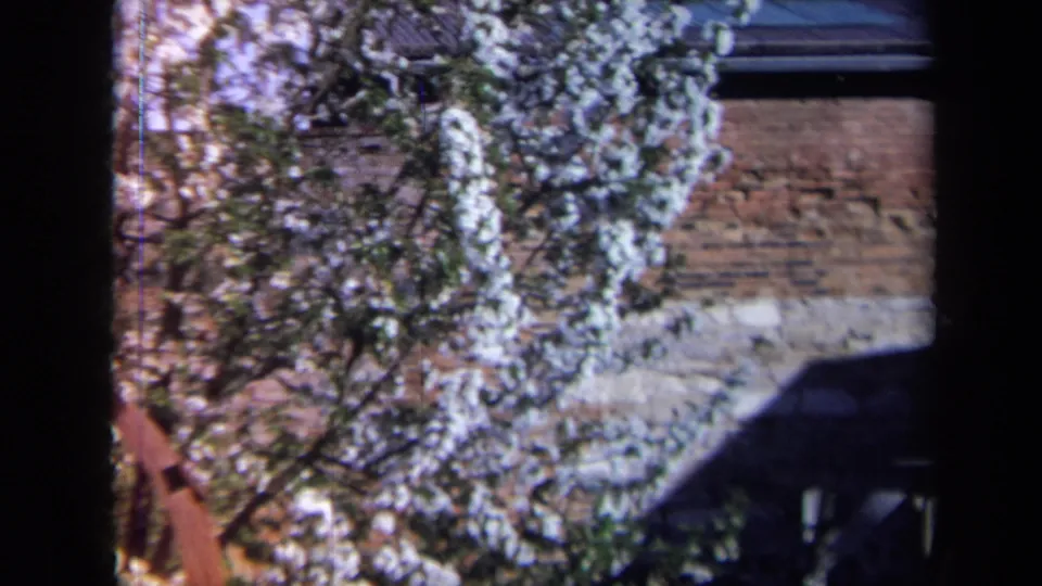The 8mm frame lingers on white spring blossoms, brickwork, and a shaded roofline in the same 1969 California setting.