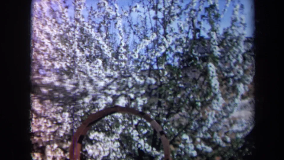 White blossoms and tangled branches frame a curved metal arch in a sunlit California garden view from 1969 home-movie footage.