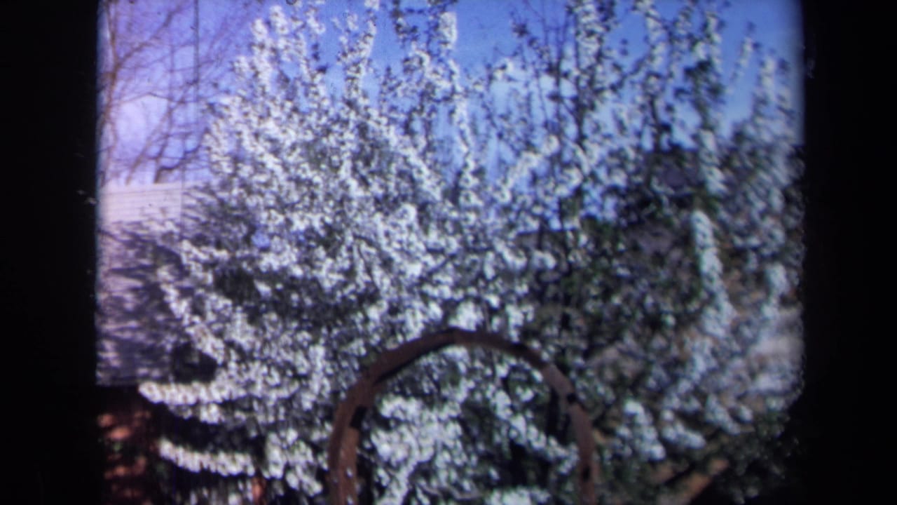 1969 California 8mm frame showing a white blossoming tree, blue sky, and curved garden arch in a residential yard view.