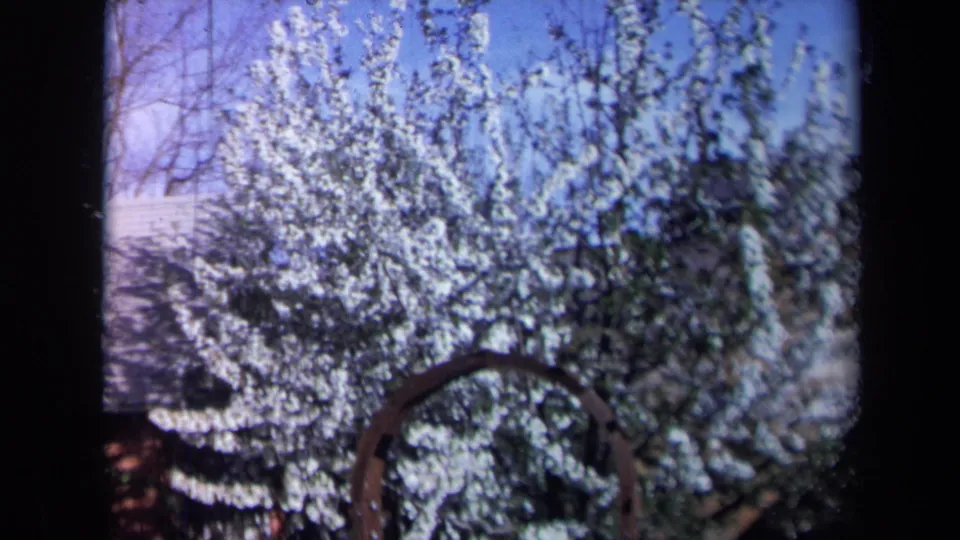 1969 California 8mm frame showing a white blossoming tree, blue sky, and curved garden arch in a residential yard view.