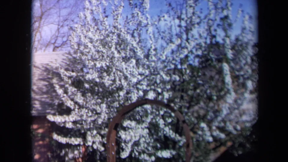 1969 California 8mm frame with dense white blossoms, a pale roofline, blue sky, and a curved arch near the lower edge.