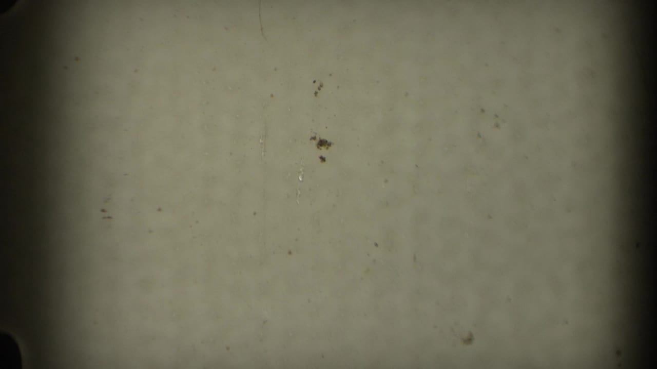 Blank 8mm film frame with pale emulsion, dark borders, dust, and grain.