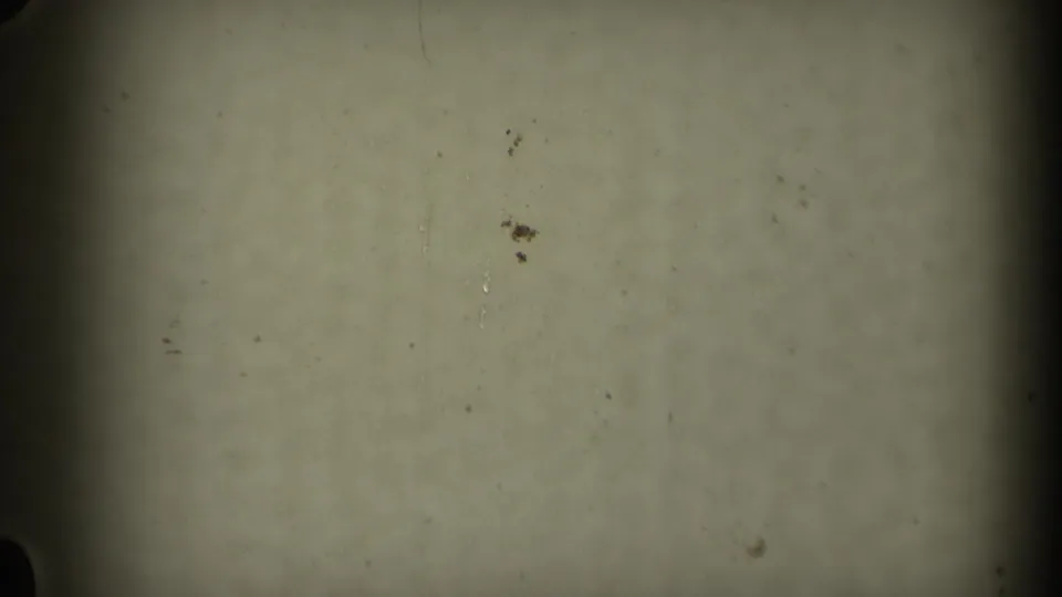 1969 California 8mm home-movie frame showing blank pale film surface, dark gate edges, dust specks, and visible grain.