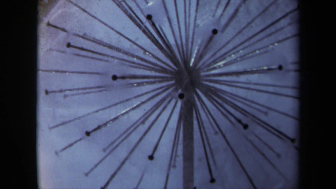 1969 8mm close-up of a dandelion seed head with soft focus and dark film border.