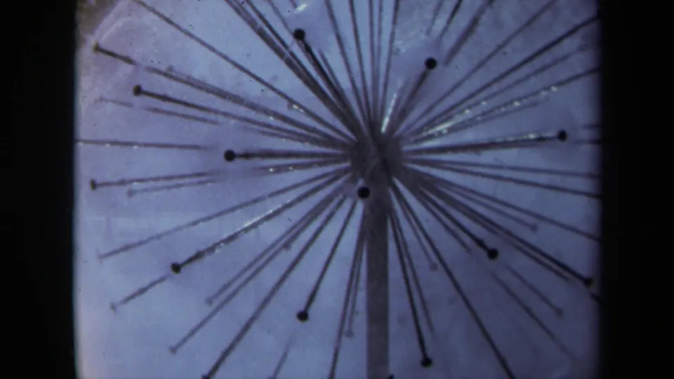 1969 8mm close-up of a dandelion seed head with soft focus and dark film border.