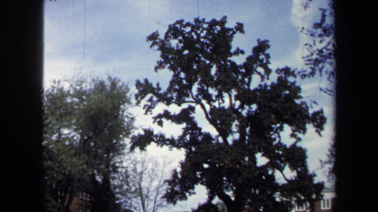 1970 Annapolis 8mm view of a leafy tree framed by window edges, with pale sky and a partial building visible.