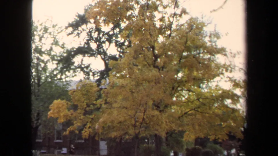 1970 Annapolis 8mm view of a yellow-leaved autumn tree near brick buildings, framed by dark vertical window edges.