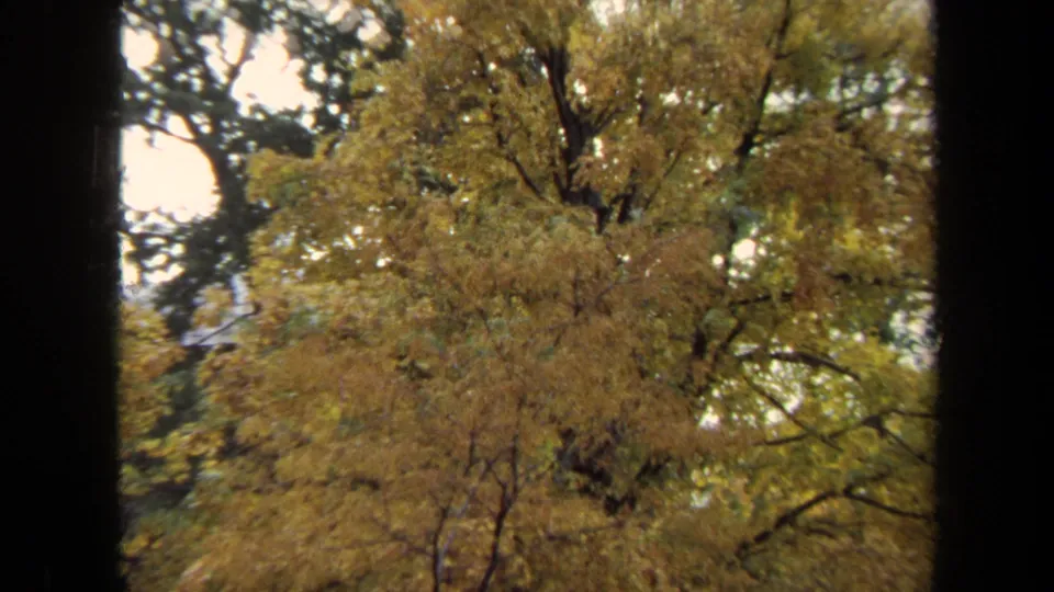 Golden-yellow tree foliage in Annapolis, filmed in 1970 on 8mm with dark frame edges and soft home-movie texture.