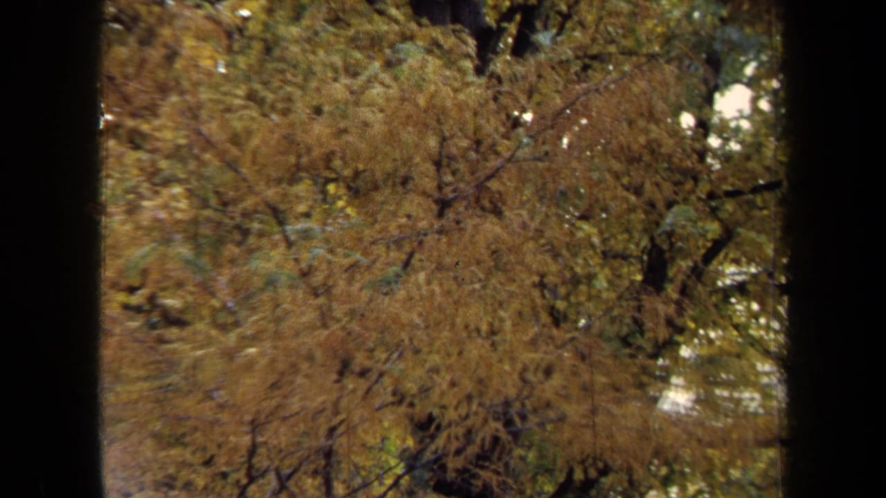 Close 1970 Annapolis view of dense yellow-brown autumn foliage, with 8mm grain and dark vertical frame edges visible.