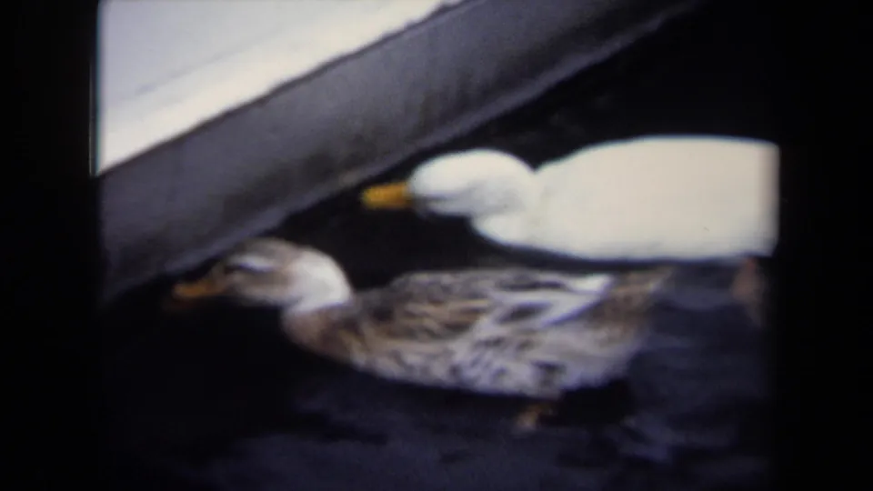 Close 1970 Annapolis 8mm view of a white duck and mottled brown duck moving through dark harbor water near a slanted dock or hull.