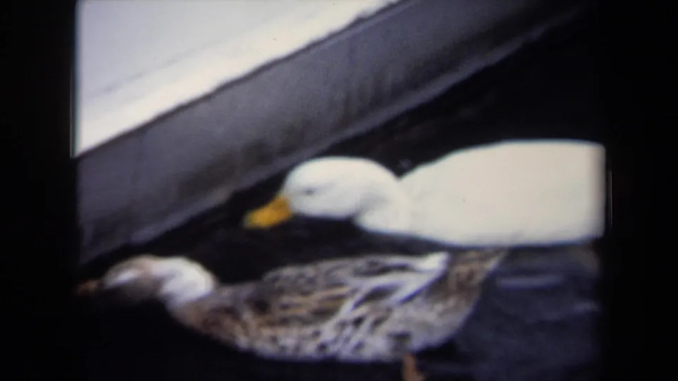 Soft 8mm frame from 1970 Annapolis showing two ducks in dark water, partially framed by a slanted dock or boat edge.