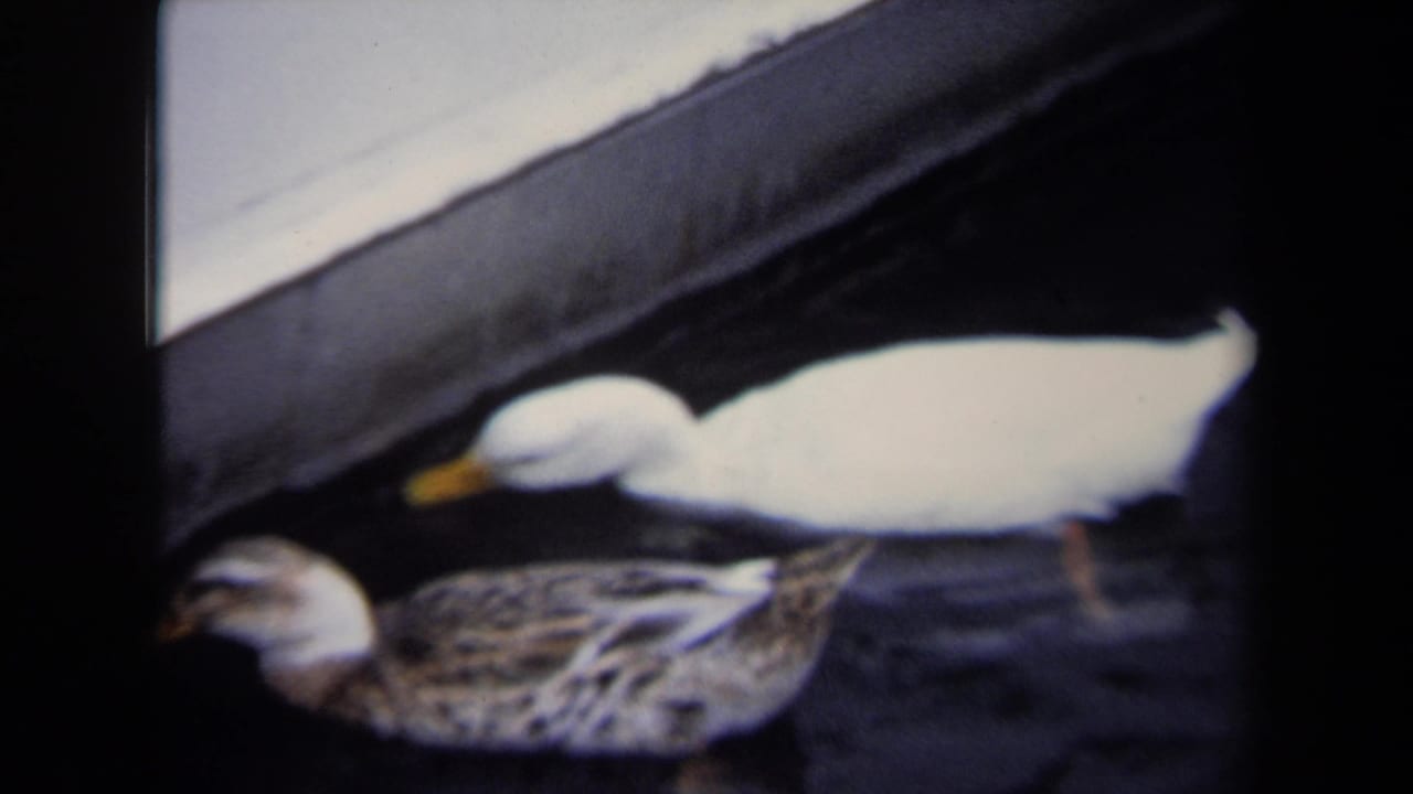 1970 Annapolis 8mm frame showing a white duck and a mottled brown duck moving along dark water near a concrete bank.