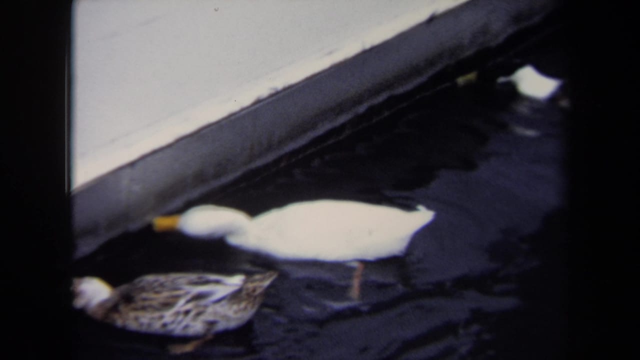 A white duck with a yellow beak and a mottled duck pass beside a concrete edge in 1970 Annapolis home-movie footage.
