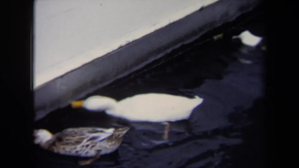 A white duck with a yellow beak and a mottled duck pass beside a concrete edge in 1970 Annapolis home-movie footage.