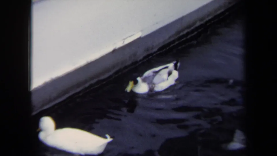 A white duck crosses the foreground while two other ducks remain near the concrete edge in the dark water.