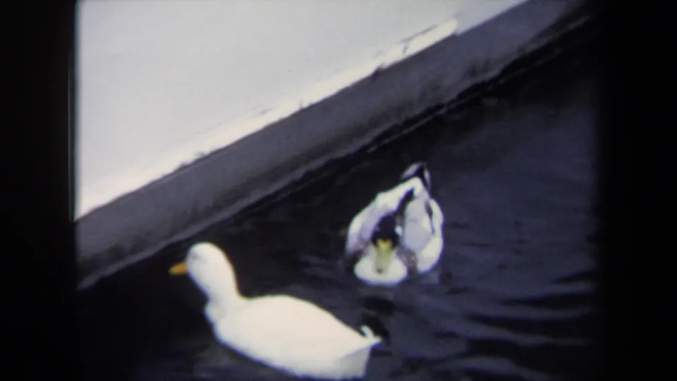 The final frame shows a white duck in front and patterned ducks behind it near the concrete edge, consistent with 1970 Annapolis 8mm footage.