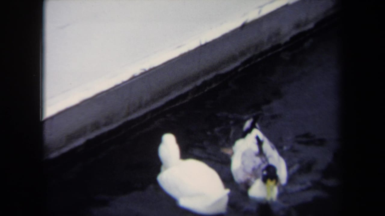 1970 Annapolis 8mm frame of a white duck and mallard-type duck swimming near a concrete or dock edge in dark water.