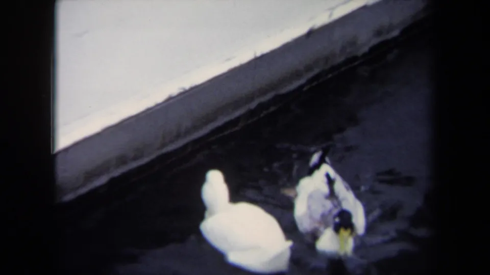1970 Annapolis 8mm frame of a white duck and mallard-type duck swimming near a concrete or dock edge in dark water.