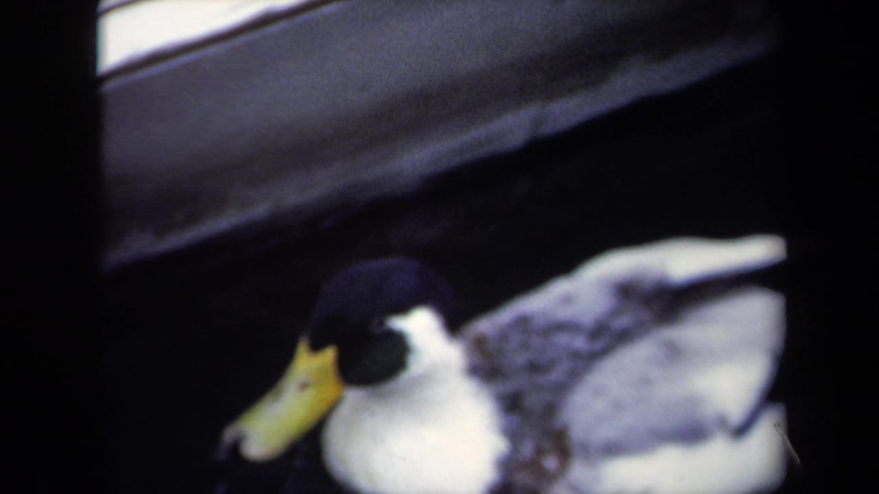Close view of a mallard-type duck with a yellow bill on dark water.