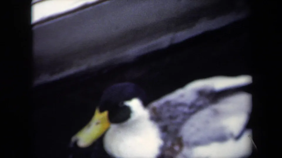 Close 1970 Annapolis 8mm view of a mallard-type duck with a dark head and yellow bill beside a waterfront edge.
