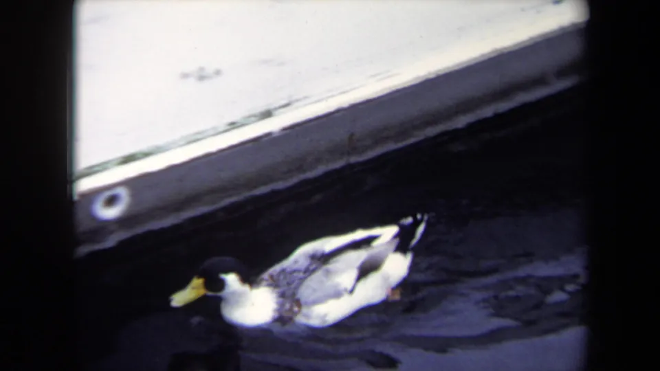 1970 Annapolis 8mm frame of a mallard-type duck gliding through dark water below a bright dock or boat edge.