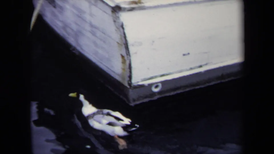 1970 Annapolis 8mm view of a duck beside the corner of a light-colored boat or platform over dark water.