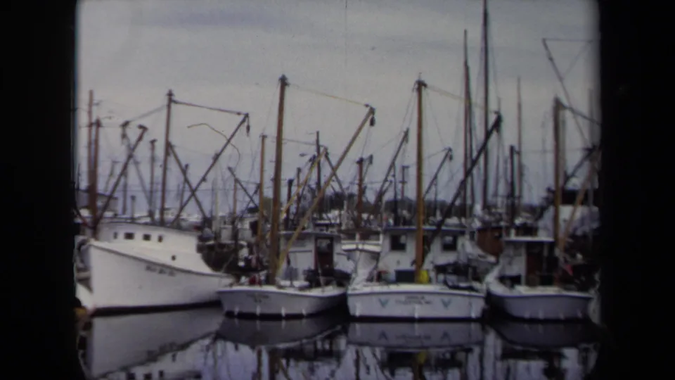White boats sit close together at an Annapolis marina, with mast lines and rigging reflected in still harbor water.