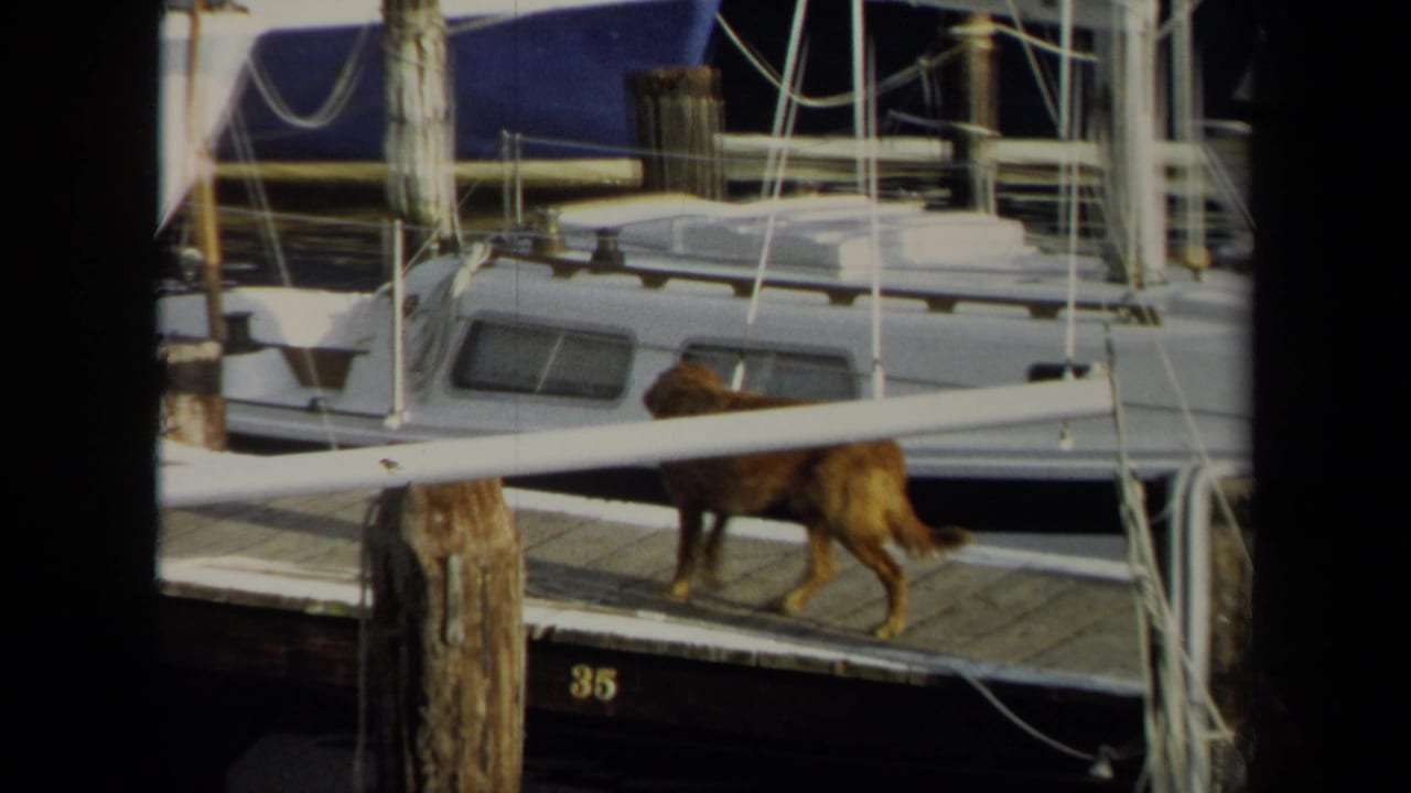 Brown dog walking along a wooden dock beside moored sailboats.