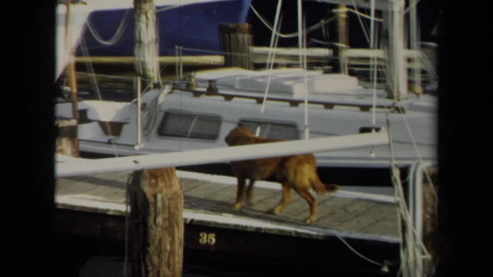 A brown dog walks along an Annapolis marina dock beside sailboats, rigging, pilings, and covered boat cabins in the 1970 home-movie frame.