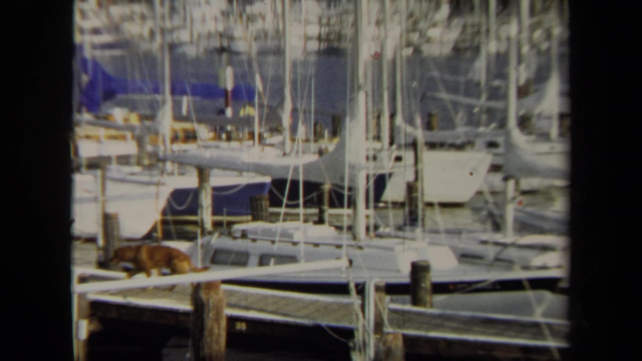 The dog continues along the Annapolis dock in front of clustered sailboats, mast lines, blue canvas covers, and wooden marina pilings.