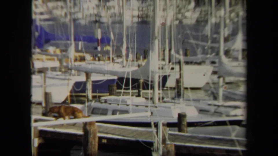 The dog continues along the Annapolis dock in front of clustered sailboats, mast lines, blue canvas covers, and wooden marina pilings.