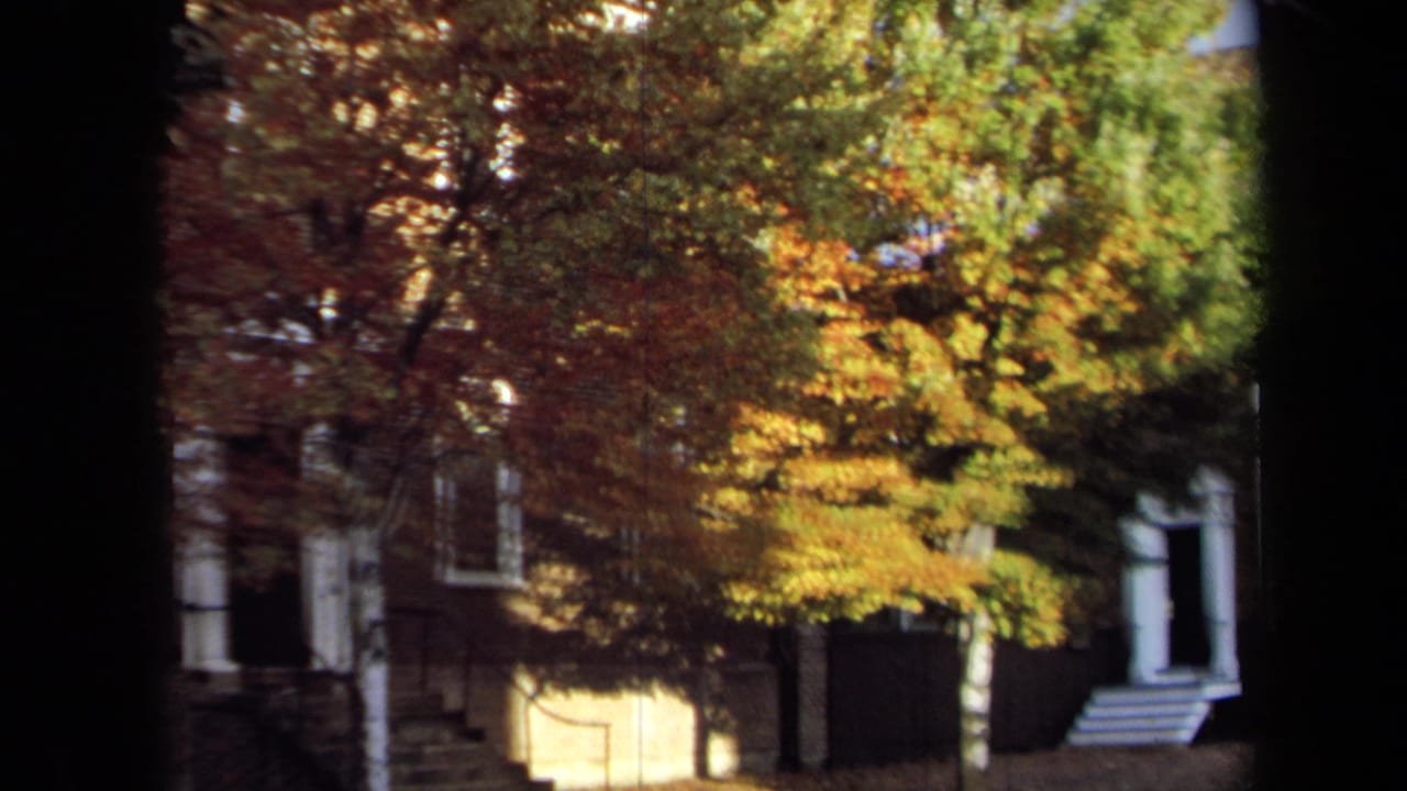 Fall-colored tree obscuring part of a brick house exterior.