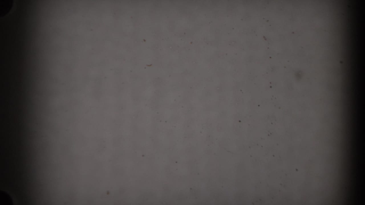 Blank 8mm leader at the end of the clip, with gray exposure, dark gate borders and scattered dust specks.