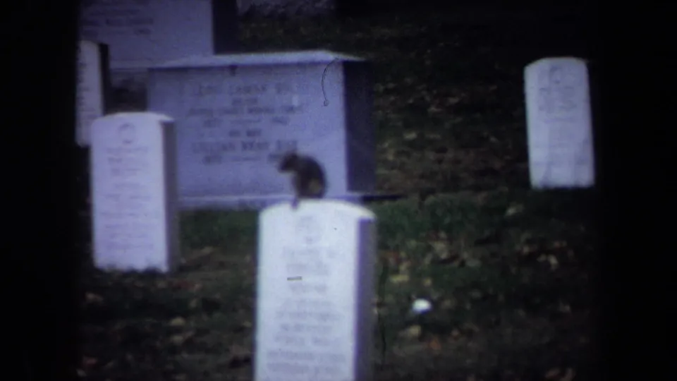 Washington, DC cemetery frame with a small animal, likely a squirrel, perched on a headstone near larger grave markers.