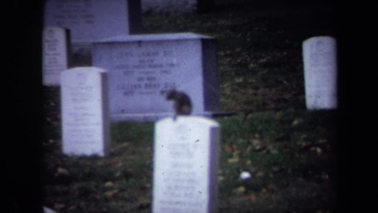 Small monkey perched on a white gravestone among cemetery markers.