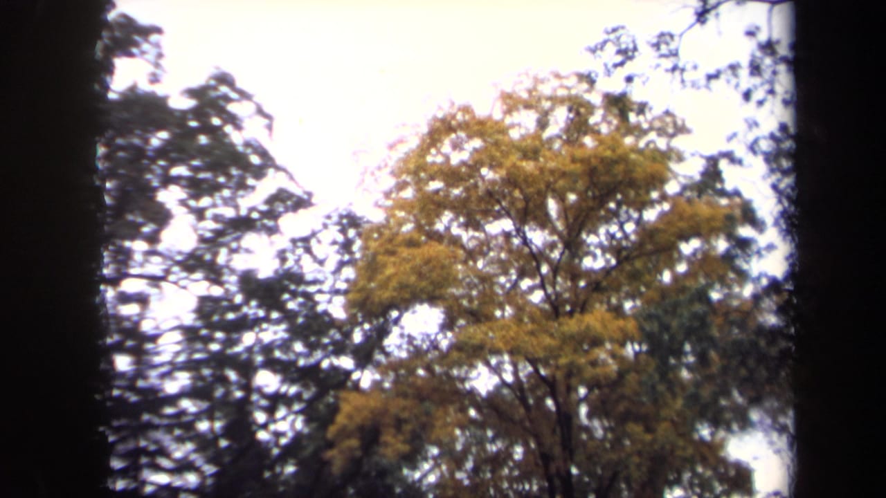 1970 home-movie frame from Washington, DC showing tall trees and autumn-toned foliage against a bright sky.