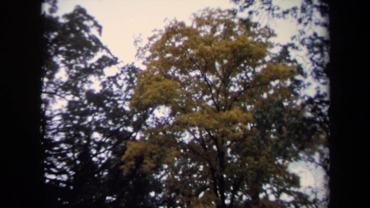 Washington, DC 8mm frame showing a leafy tree canopy with dark surrounding branches and pale sky.